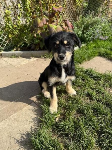 Hundekind sucht Bestplatz
