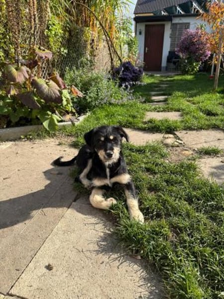 Hundekind sucht Bestplatz