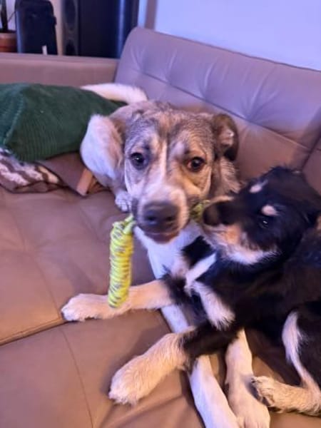 Hundekind sucht Bestplatz
