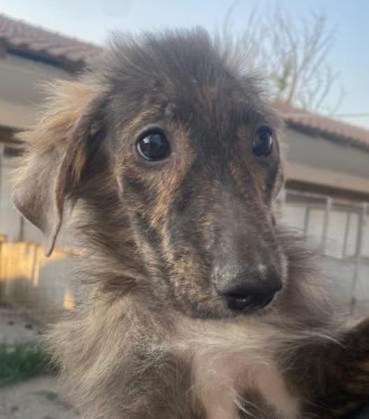 Kaya, geb. 05/2025, 95168 Marktleuthen