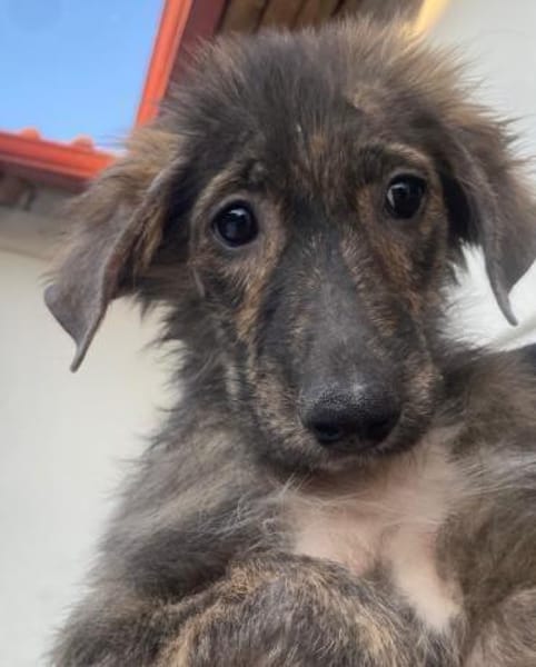 Kaya, geb. 05/2025, 95168 Marktleuthen