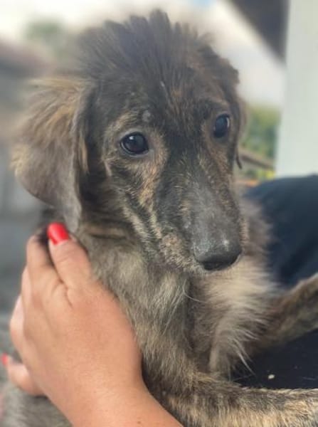 Kaya, geb. 05/2025, 95168 Marktleuthen