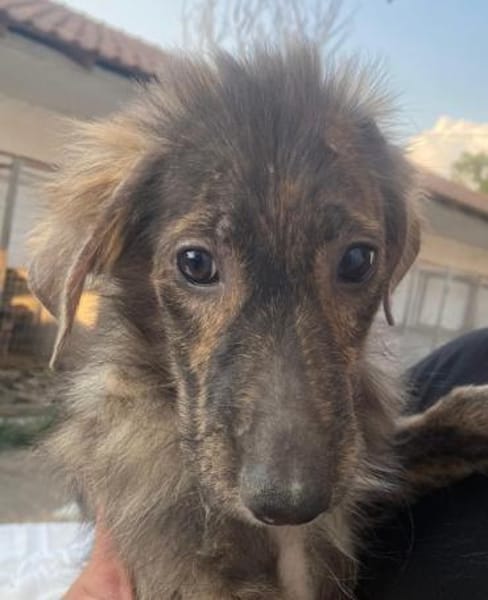 Kaya, geb. 05/2025, 95168 Marktleuthen