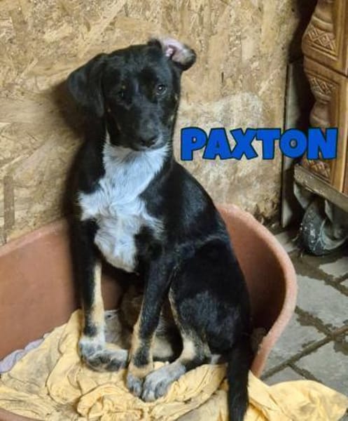 Praxton sucht seine Familie oder Pfleges