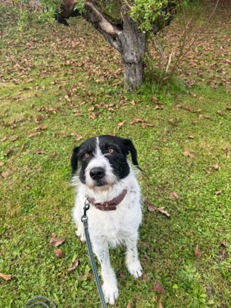 Stella