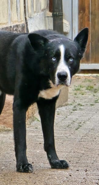 Max - Husky-Mix