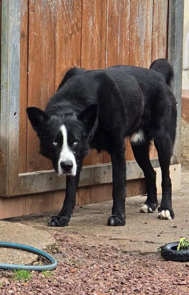 Max - Husky-Mix