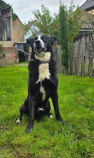 Max - Husky-Mix