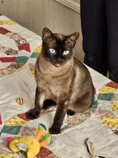 Siamprinzessin Nisha bei München(ALM)