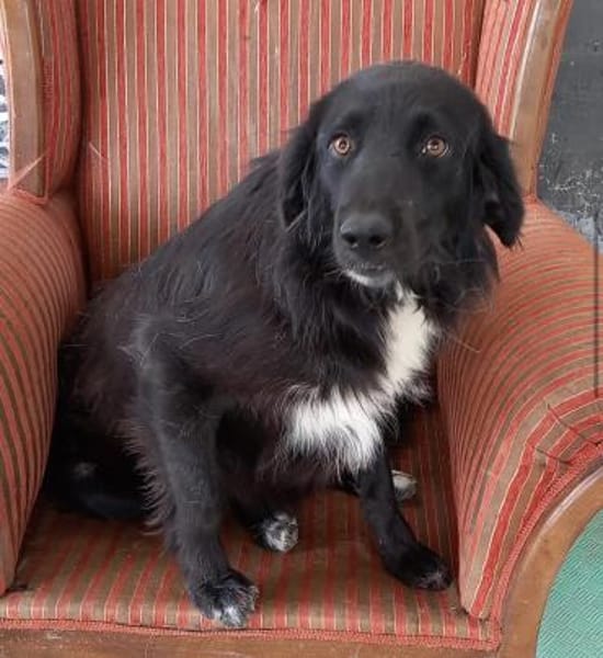 Polly sucht ab Dezember ein zu Hause