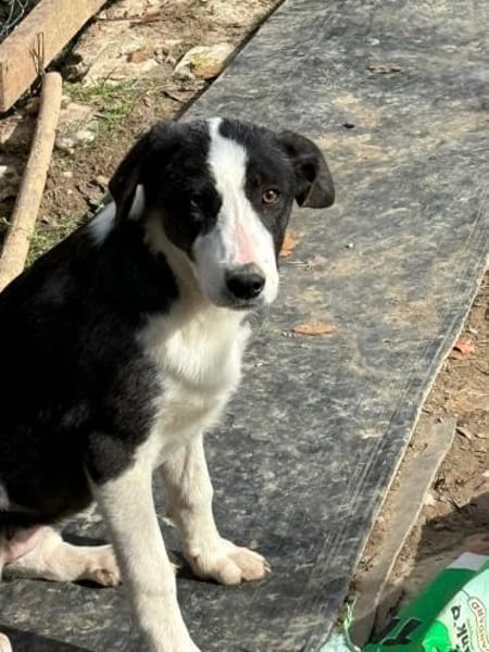 auf Pflegestelle in 91781