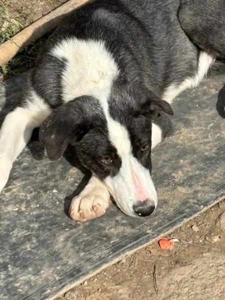 auf Pflegestelle in 91781