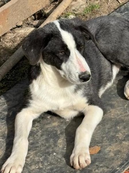 auf Pflegestelle in 91781