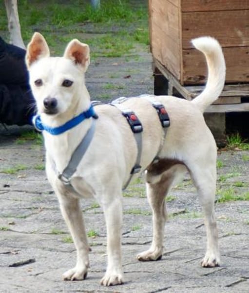 Oscar, verspielt, sehr offen, verschmust