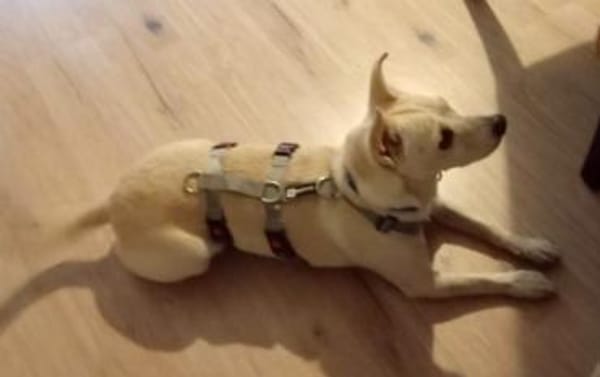 Oscar, verspielt, sehr offen, verschmust