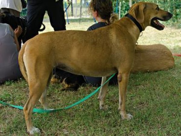 Jazmine, verträglich, leinenführig