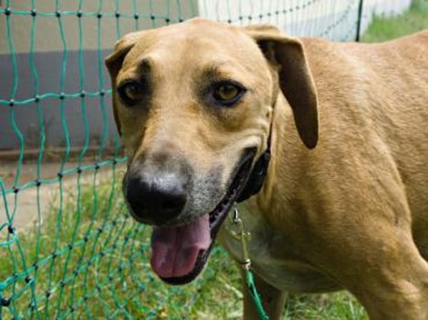 Jazmine, verträglich, leinenführig