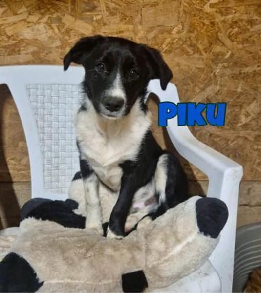 Piku sucht sein Zuhause oder Pflegestell