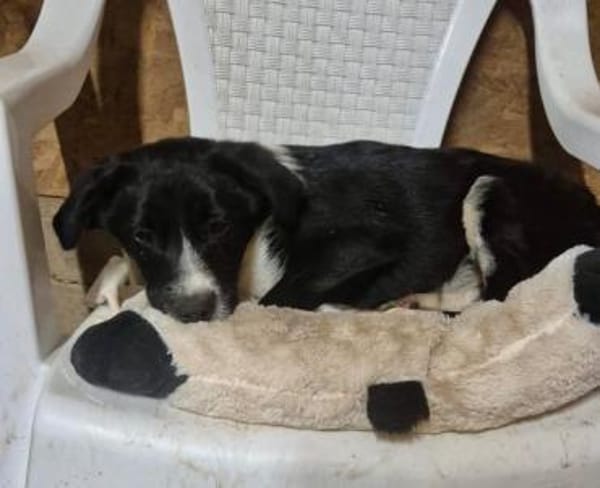 Piku sucht sein Zuhause oder Pflegestell