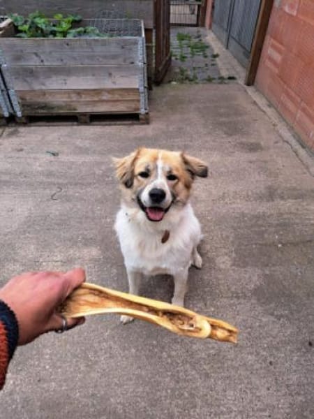 Luben - großer Spassvogel sucht Garten