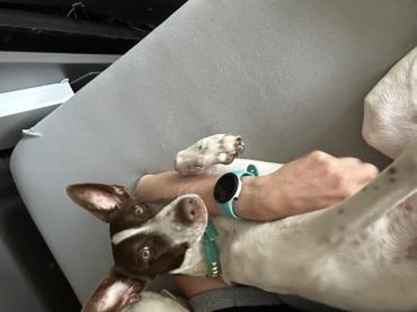 Kuschelige Mika sucht ihre familie