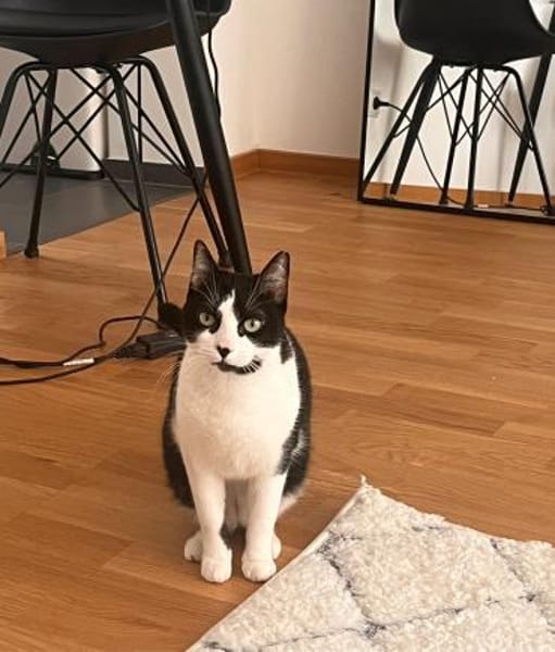 Ruhige Amelia (ALM) in Mannheim