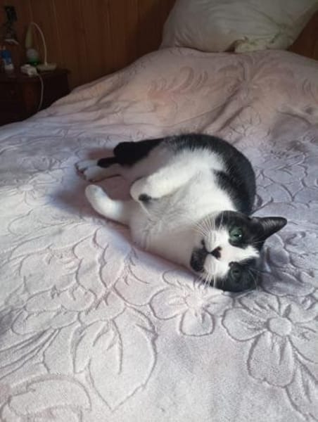 Ruhige Amelia (ALM) in Mannheim