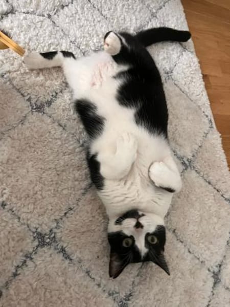 Ruhige Amelia (ALM) in Mannheim