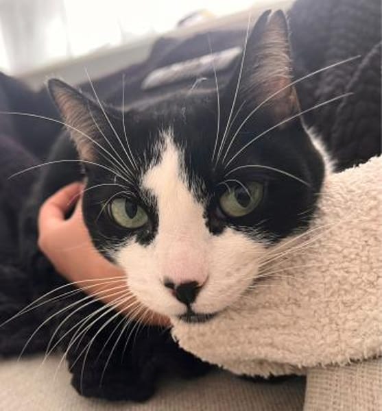 Ruhige Amelia (ALM) in Mannheim