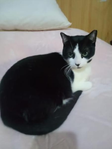 Ruhige Amelia (ALM) in Mannheim