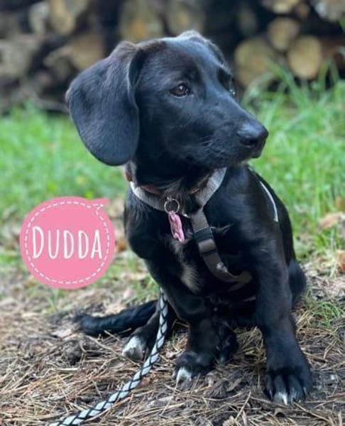 Dudda eine kleine Familienhündin