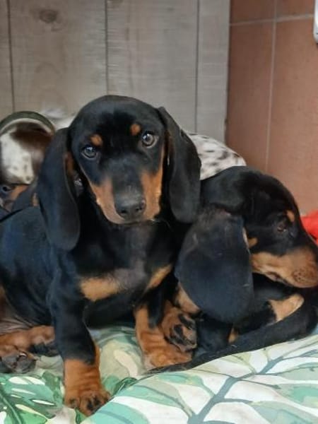 Dackel Welpen suchen ein zuhause