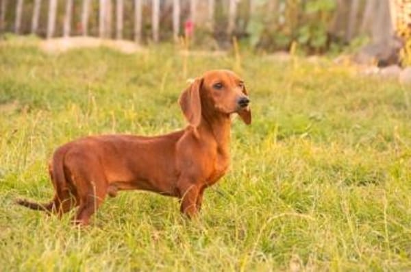 Dackel Welpen suchen ein zuhause