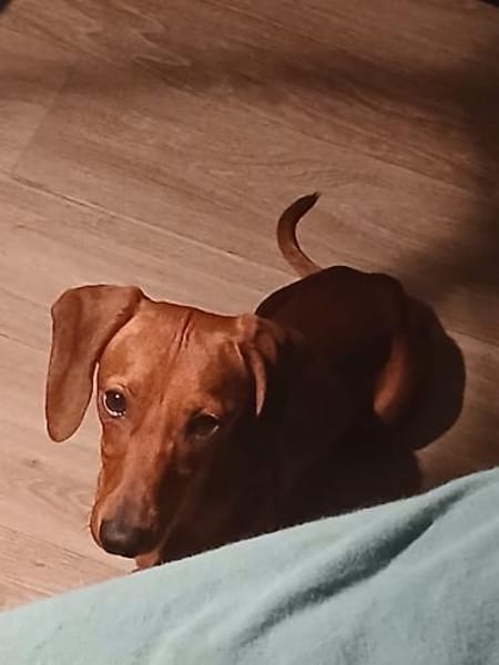 Dackel Welpen suchen ein zuhause