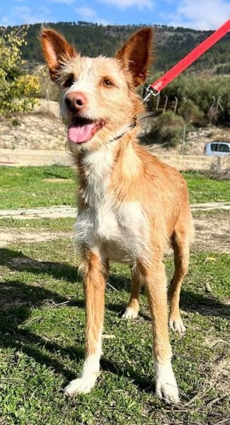 Biscuit, fröhlicher Familienhund