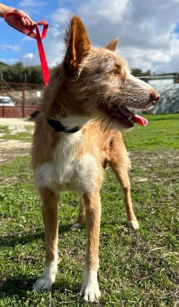 Biscuit, fröhlicher Familienhund