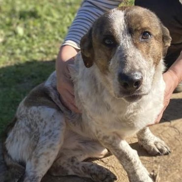 Kleiner BOUBIS sucht ein Zuhause