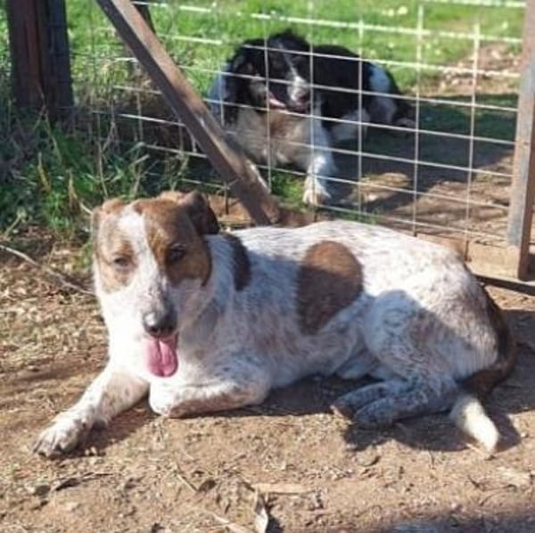 Kleiner BOUBIS sucht ein Zuhause