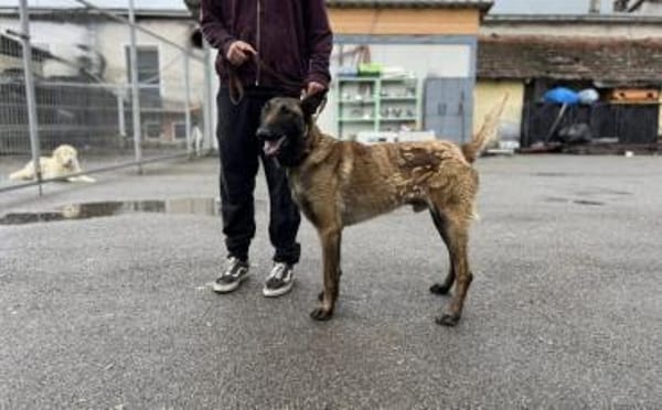 Charmeur und Kuschelkandidat Franjo