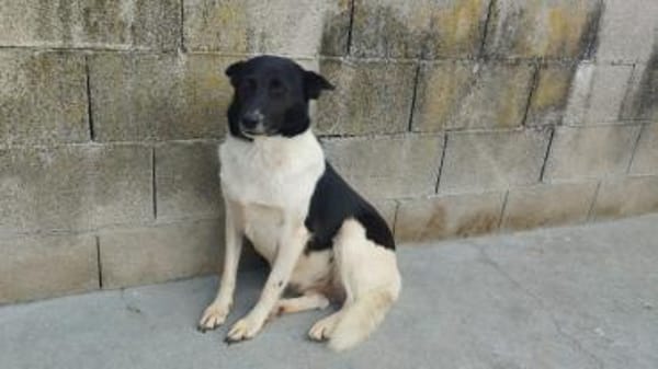 Dulce- so lieb, sucht ihre Familie
