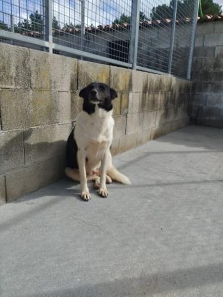 Dulce- so lieb, sucht ihre Familie