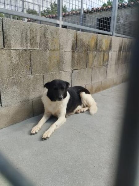 Dulce- so lieb, sucht ihre Familie