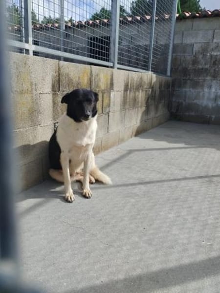 Dulce- so lieb, sucht ihre Familie