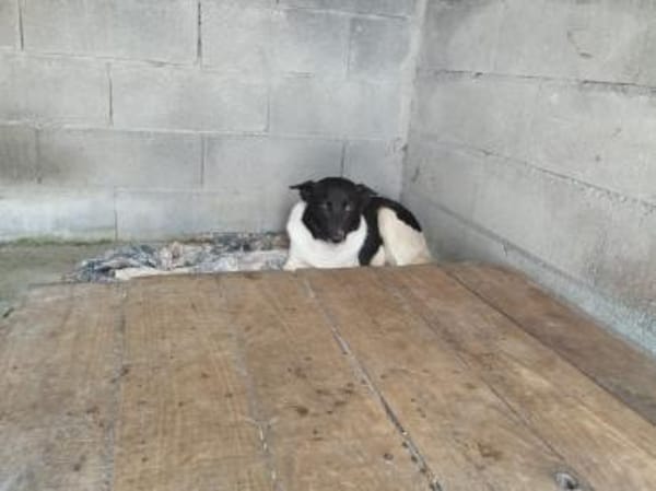 Dulce- so lieb, sucht ihre Familie