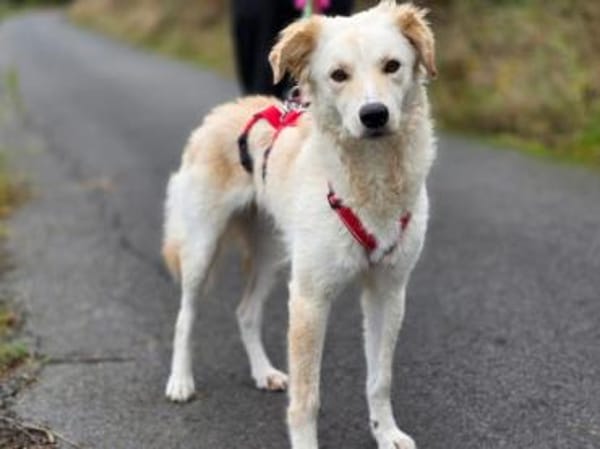 Wer gibt Serena eine Chance?