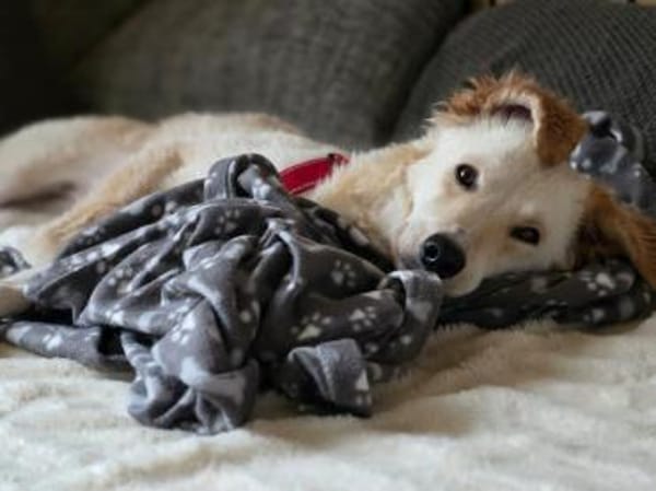 Wer gibt Serena eine Chance?