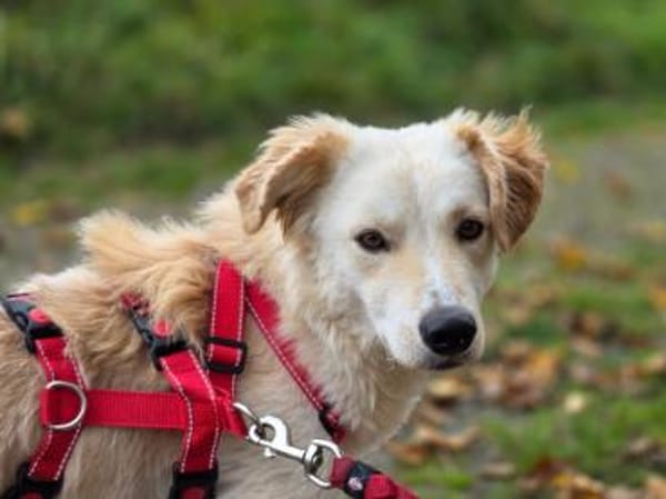 Wer gibt Serena eine Chance?