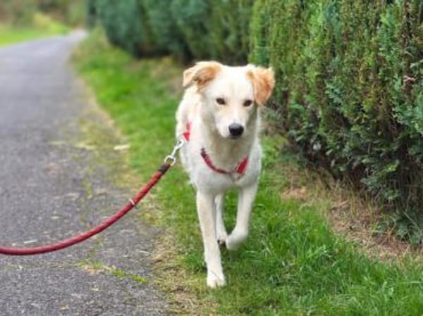 Wer gibt Serena eine Chance?