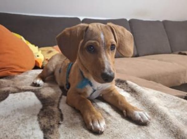 Möchten Sie Lia ein Zuhause geben?