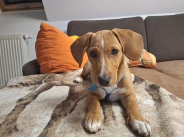 Möchten Sie Lia ein Zuhause geben?